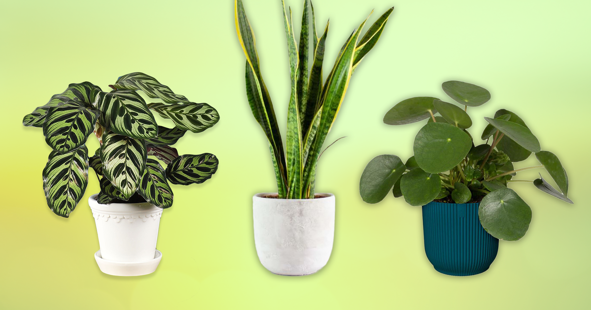 House online plants uk